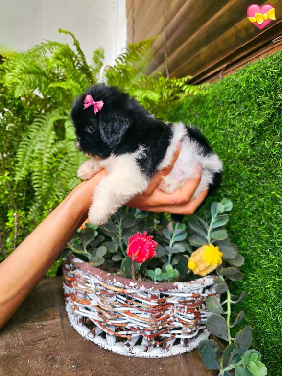 OFERTA CACHORRO SHIH TZU MINI  HEMBRA EN SANTO DOMINGO Y VACUNADOS  Foto 7312897-1.jpg