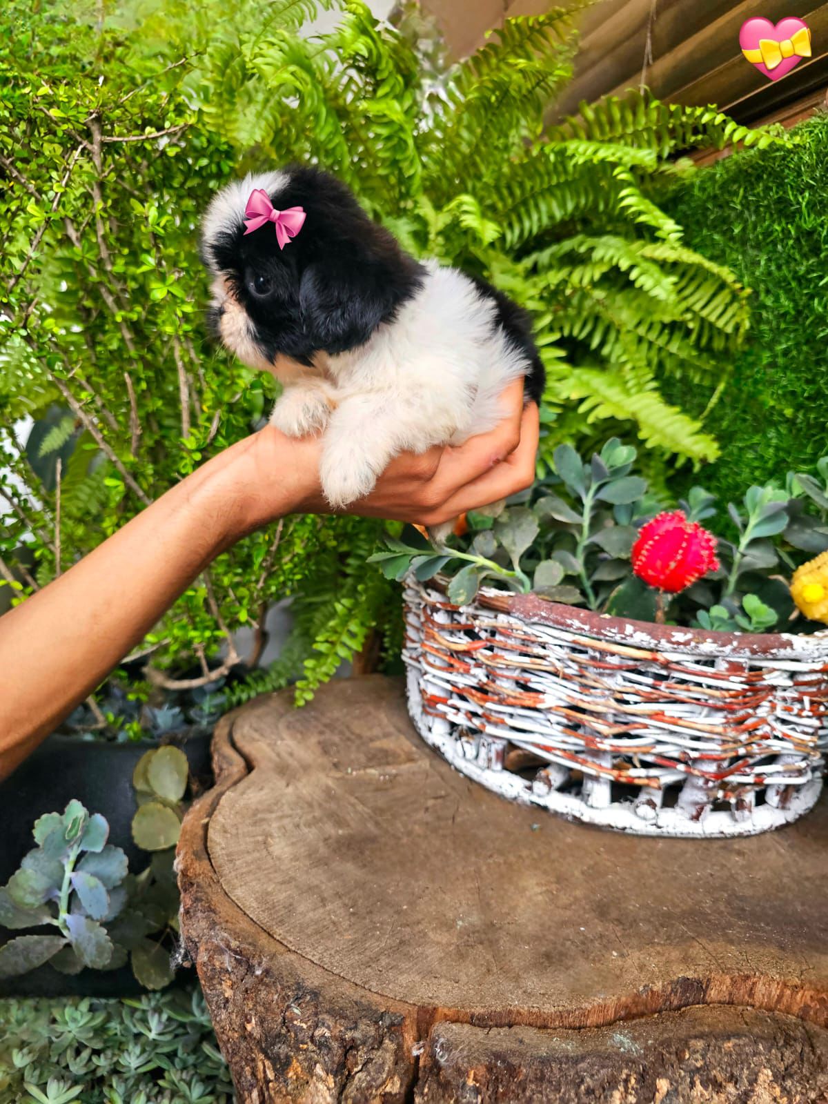 OFERTA CACHORRO SHIH TZU MINI  HEMBRA EN SANTO DOMINGO Y VACUNADOS  Foto 7312897-2.jpg