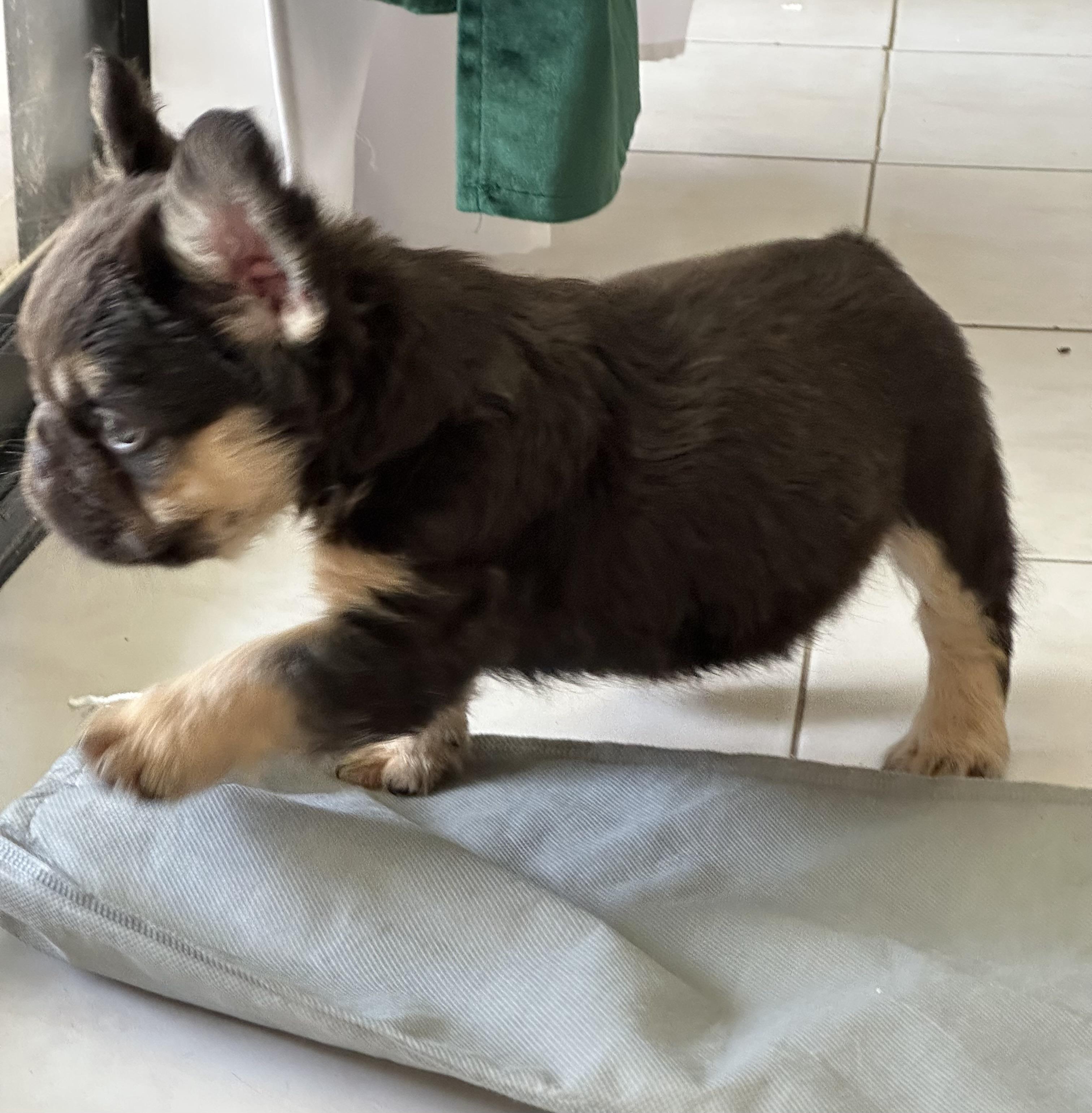 Bulldog frances fluffy macho cachorro en Santo Domingo DN Foto 7313176-3.jpg