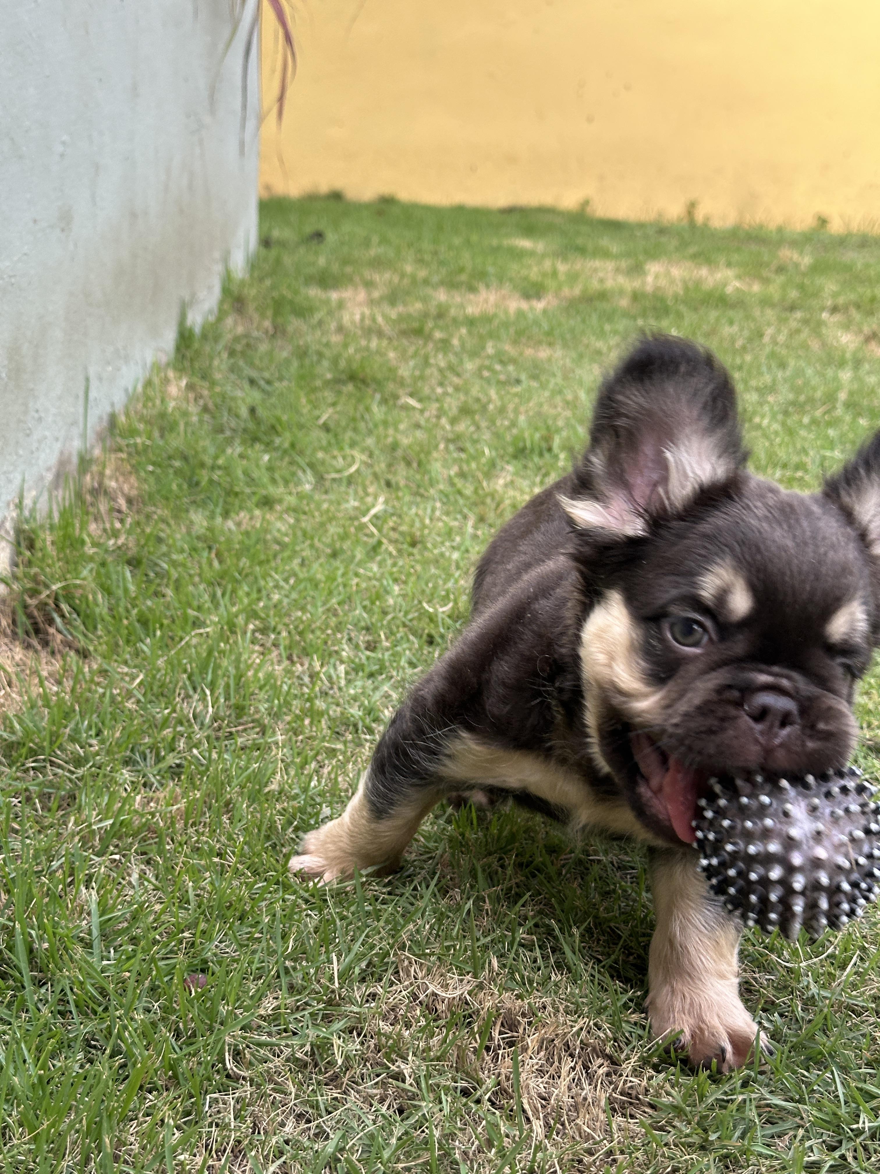 Bulldog frances fluffy macho cachorro en Santo Domingo DN Foto 7313176-4.jpg