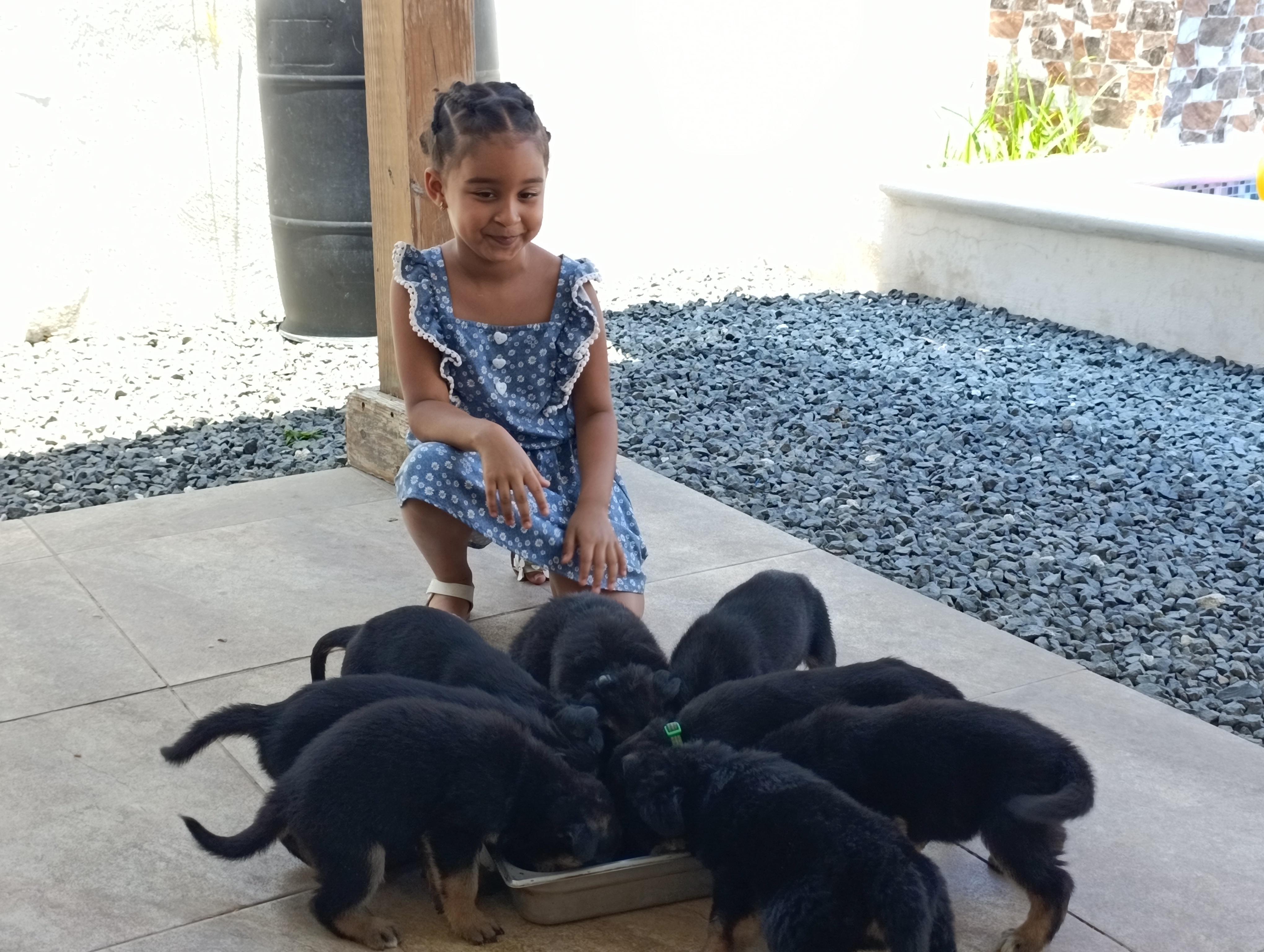 Cachorros puros de Pastor Aleman  Foto 7313198-4.jpg