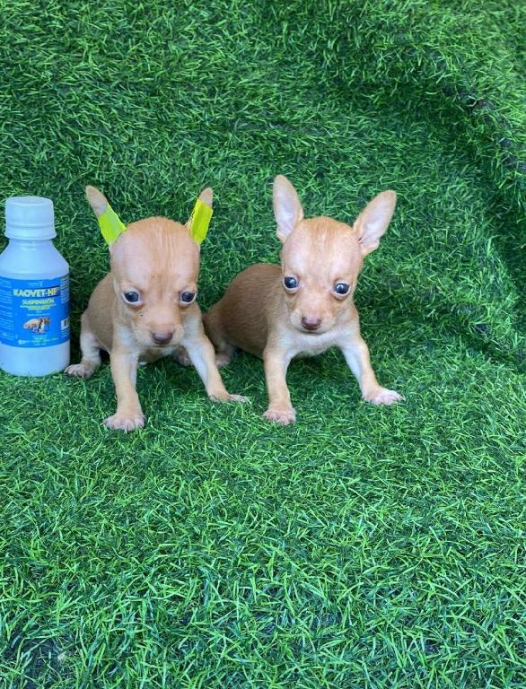 Chihuahua Ambos Sexos  Foto 7313218-1.jpg