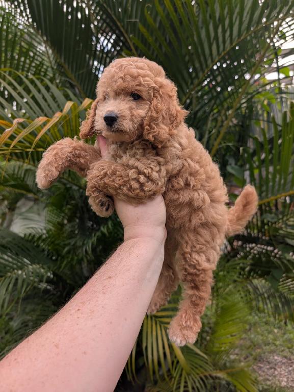 Goldendoodle Ambos Sexos  Foto 7313221-1.jpg