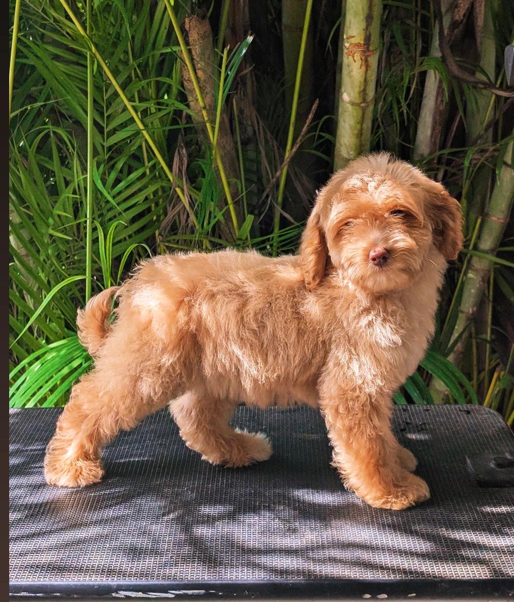 Goldendoodle Ambos Sexos  Foto 7313221-2.jpg