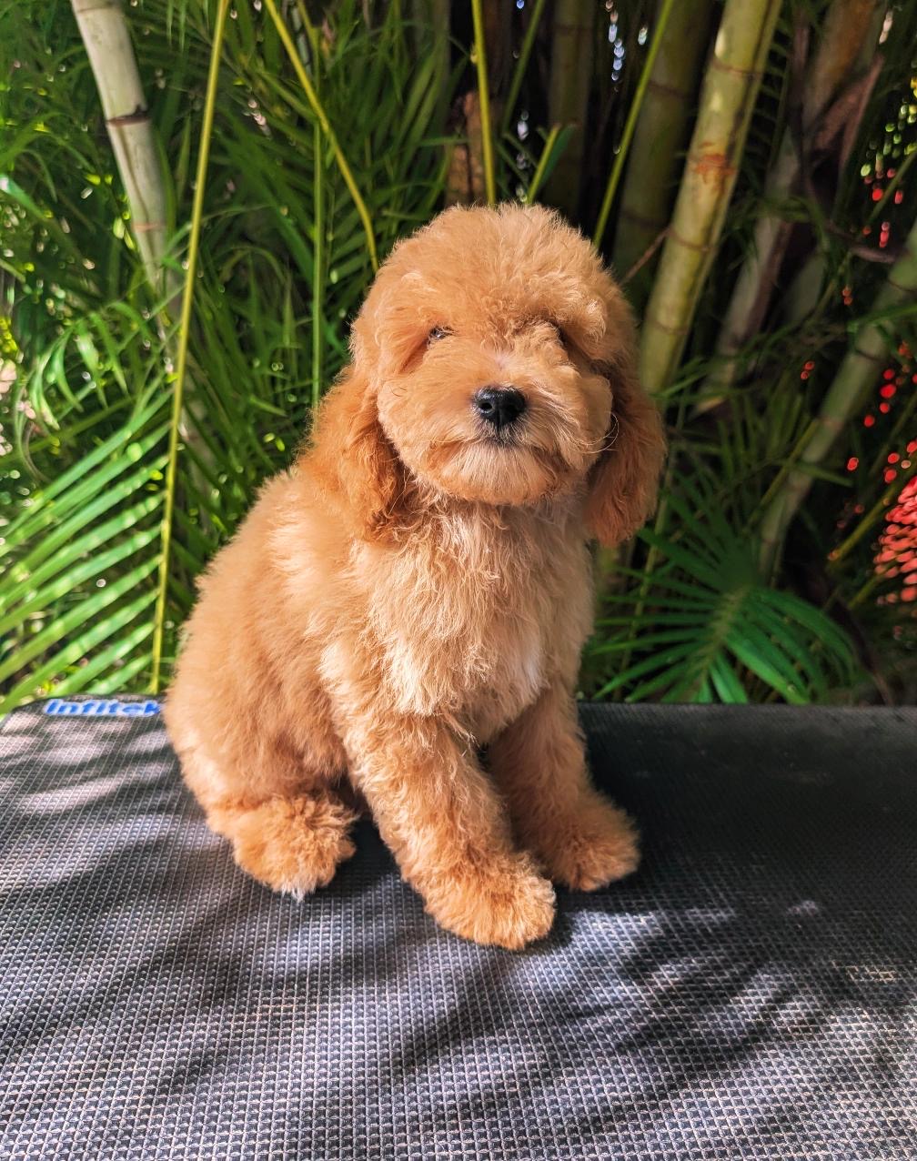 Goldendoodle Ambos Sexos  Foto 7313221-3.jpg