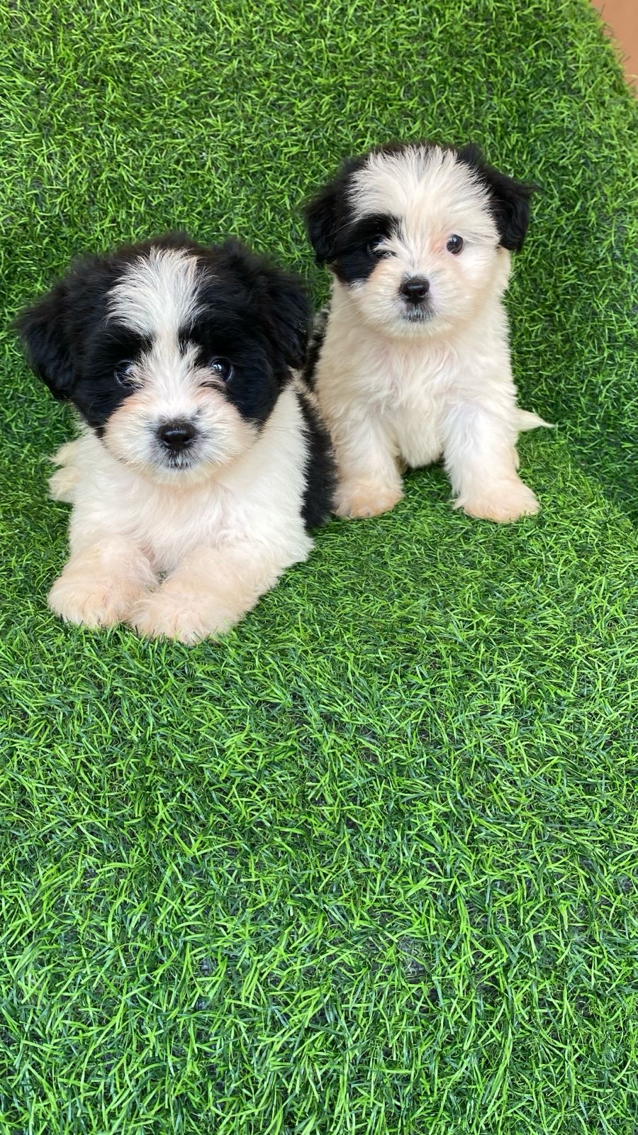 Shipoo Ambos Sexos  Foto 7313224-2.jpg