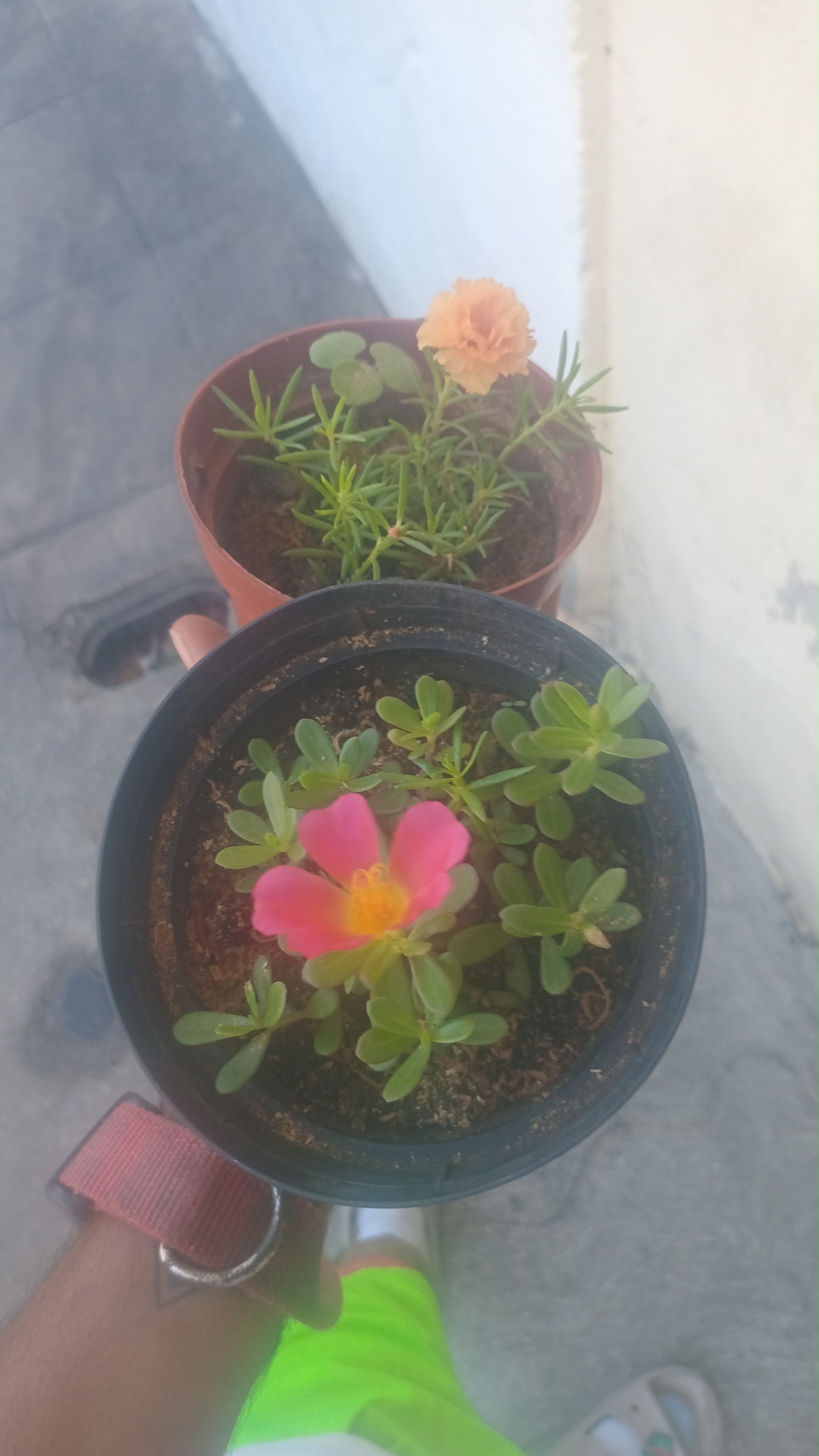Plantas de Flores Reales   Amor de un rato Foto 7313282-2.jpg