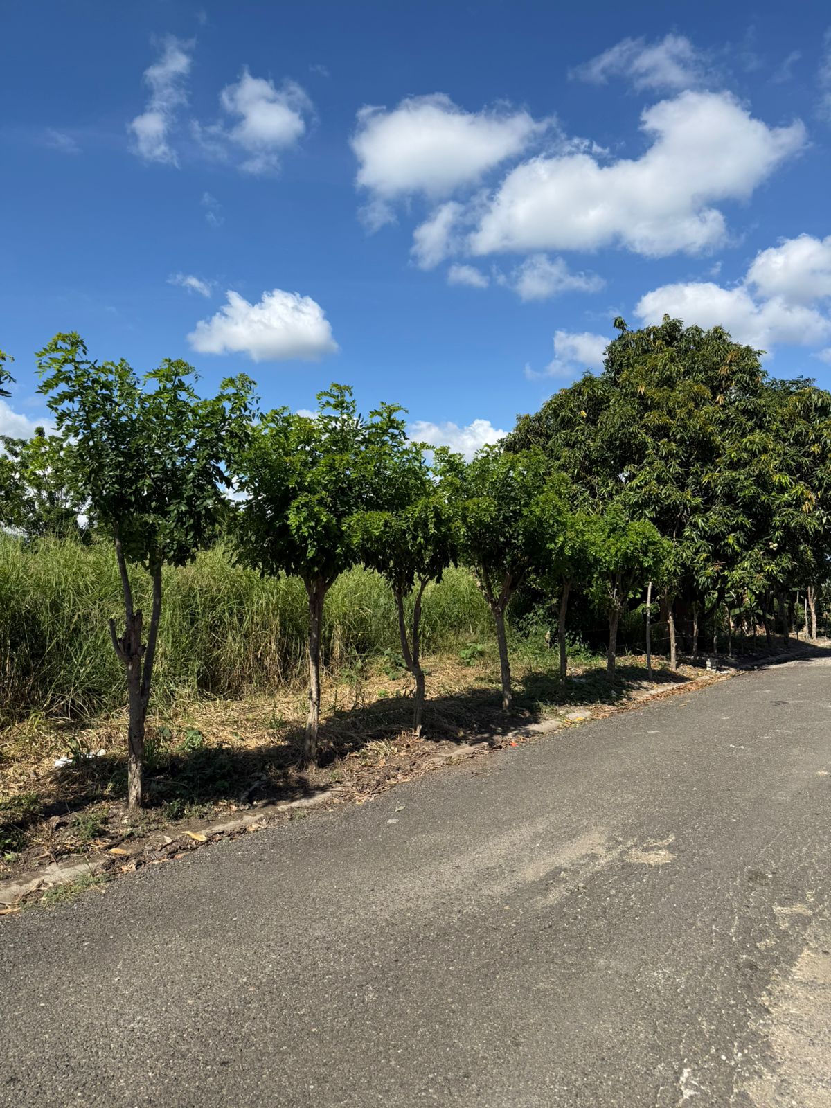 ???? VENTA DE SOLARES EN LLANOS DE GURABO SANTIAGO ???? Foto 7313287-2.jpg