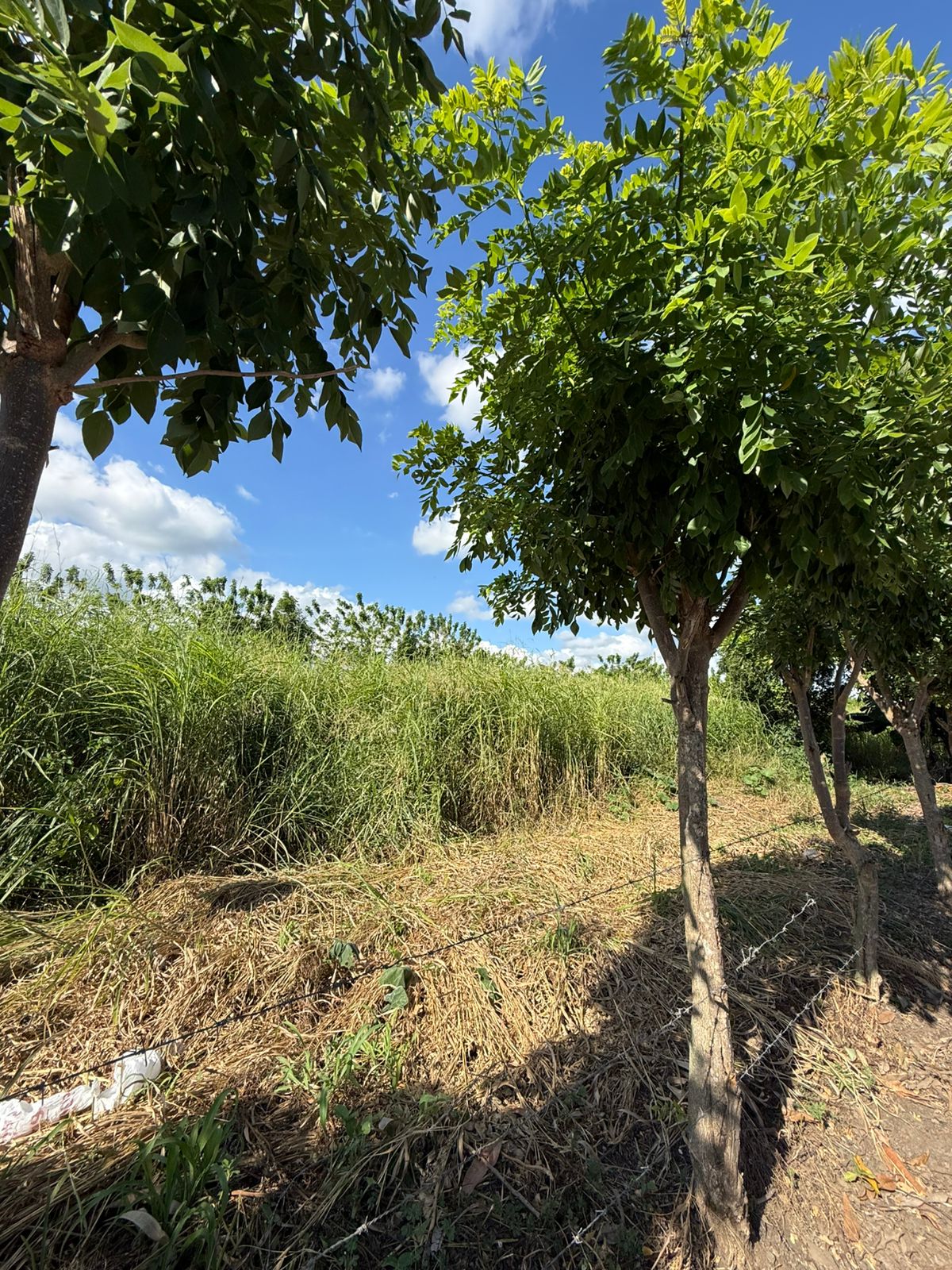???? VENTA DE SOLARES EN LLANOS DE GURABO SANTIAGO ???? Foto 7313287-6.jpg