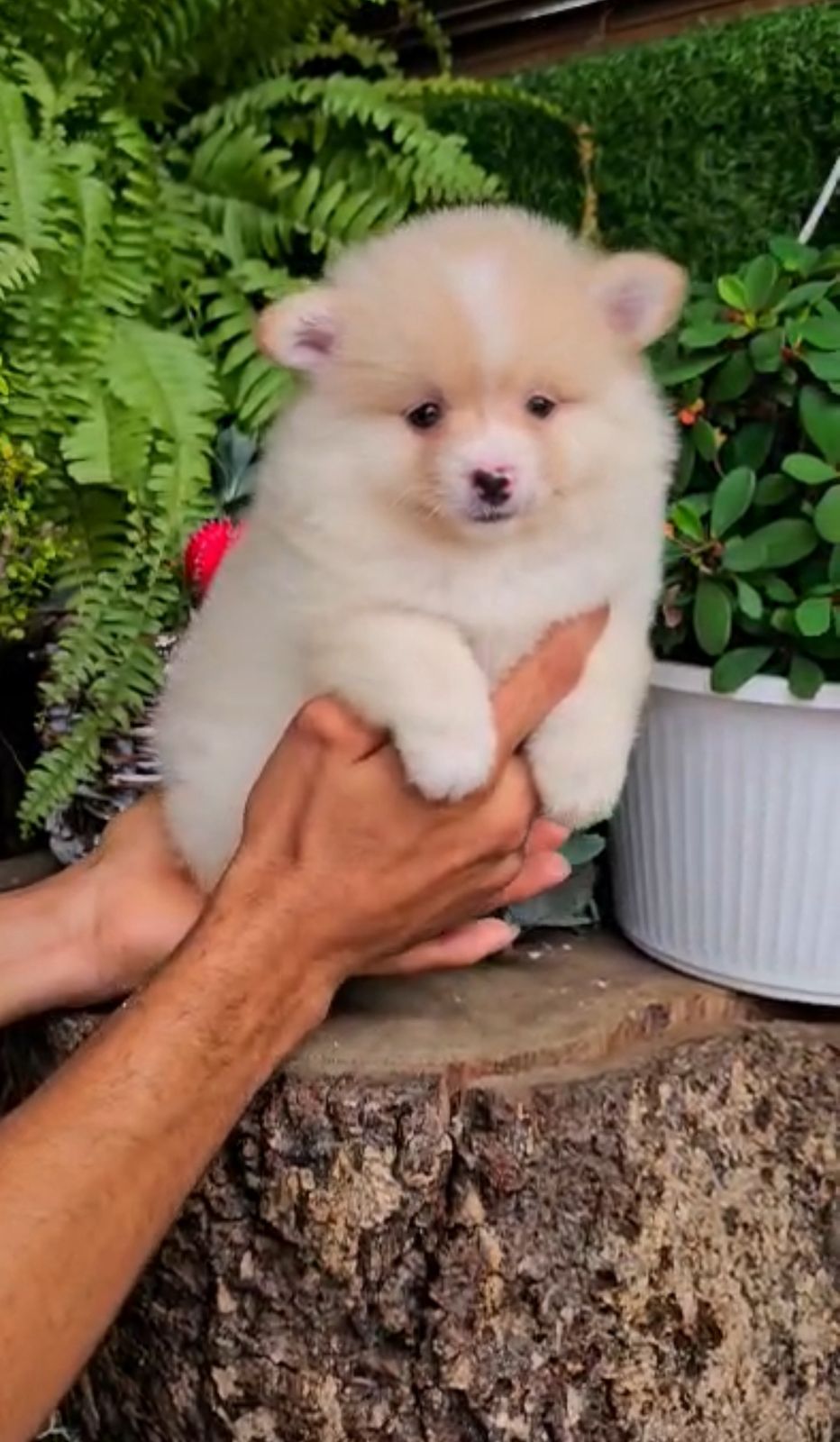 OFERTA CACHORRO POMERANIA MACHO EN SANTO DOMINGO Y VACUNADA Foto 7313358-1.jpg