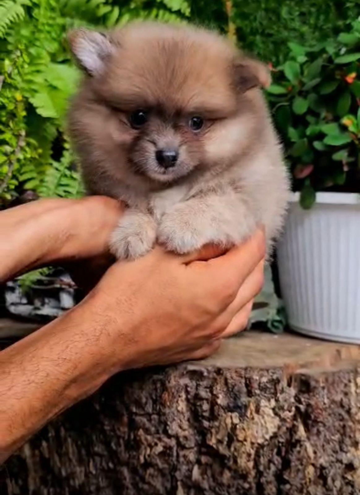 OFERTA CACHORRO POMERANIA MACHO EN SANTO DOMINGO Y VACUNADA Foto 7313358-2.jpg