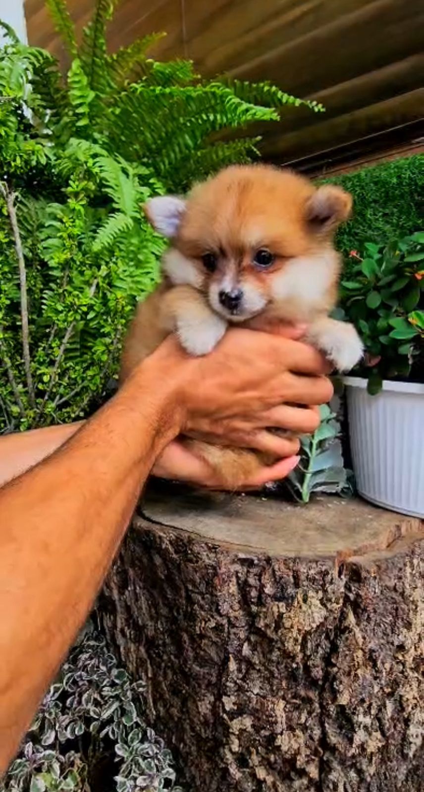 OFERTA CACHORRO POMERANIA MACHO EN SANTO DOMINGO Y VACUNADA Foto 7313358-3.jpg