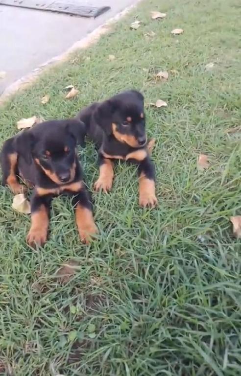 OFERTA CACHORRO ROTTWAILER MACHO CON SU VACUNA AL DIA EN SANTO DOMINGO Foto 7313360-1.jpg