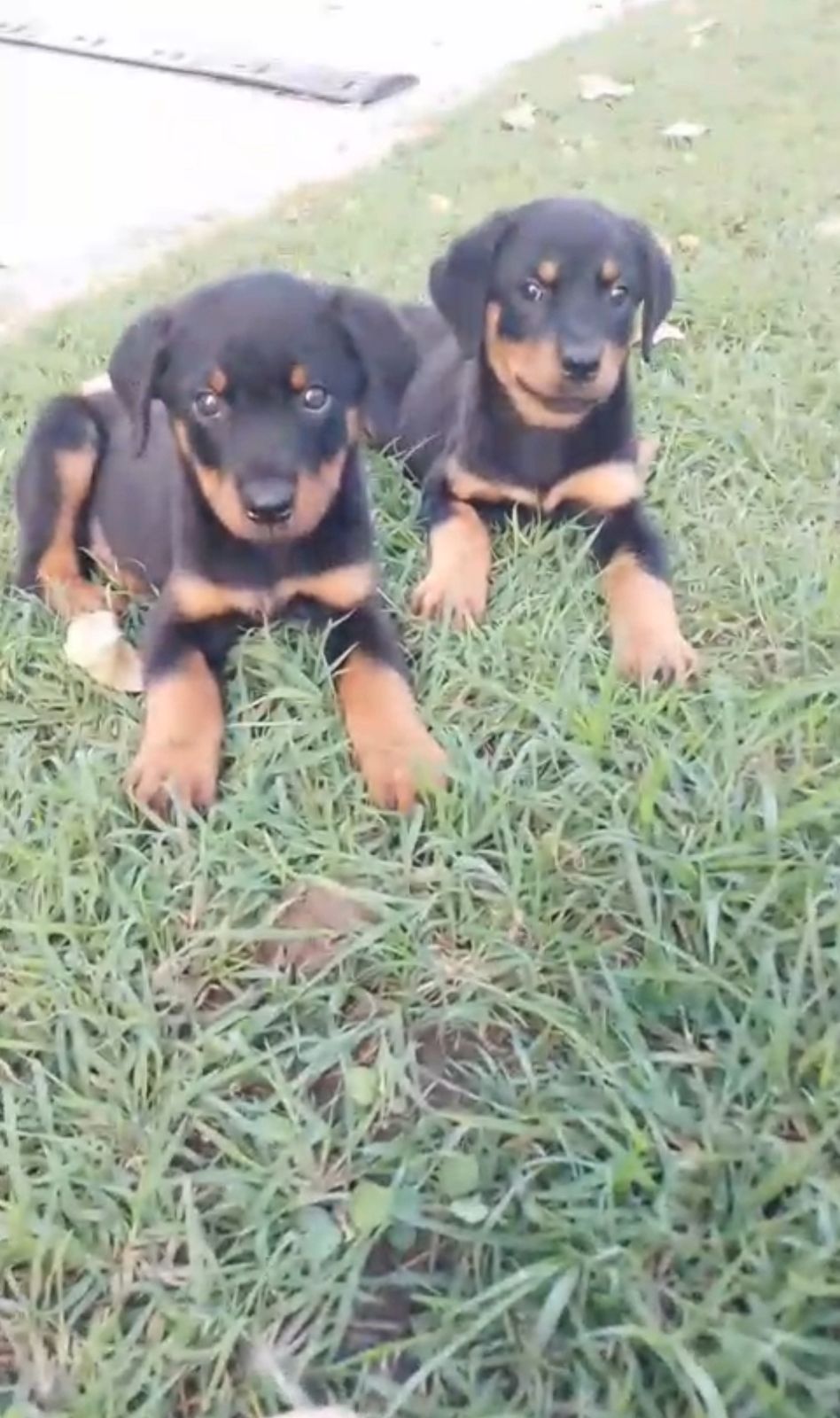 OFERTA CACHORRO ROTTWAILER MACHO CON SU VACUNA AL DIA EN SANTO DOMINGO Foto 7313360-2.jpg