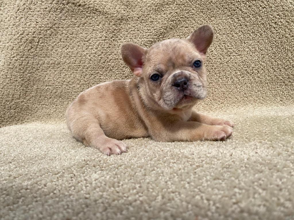 Bulldog Frances  Foto 7313365-1.jpg