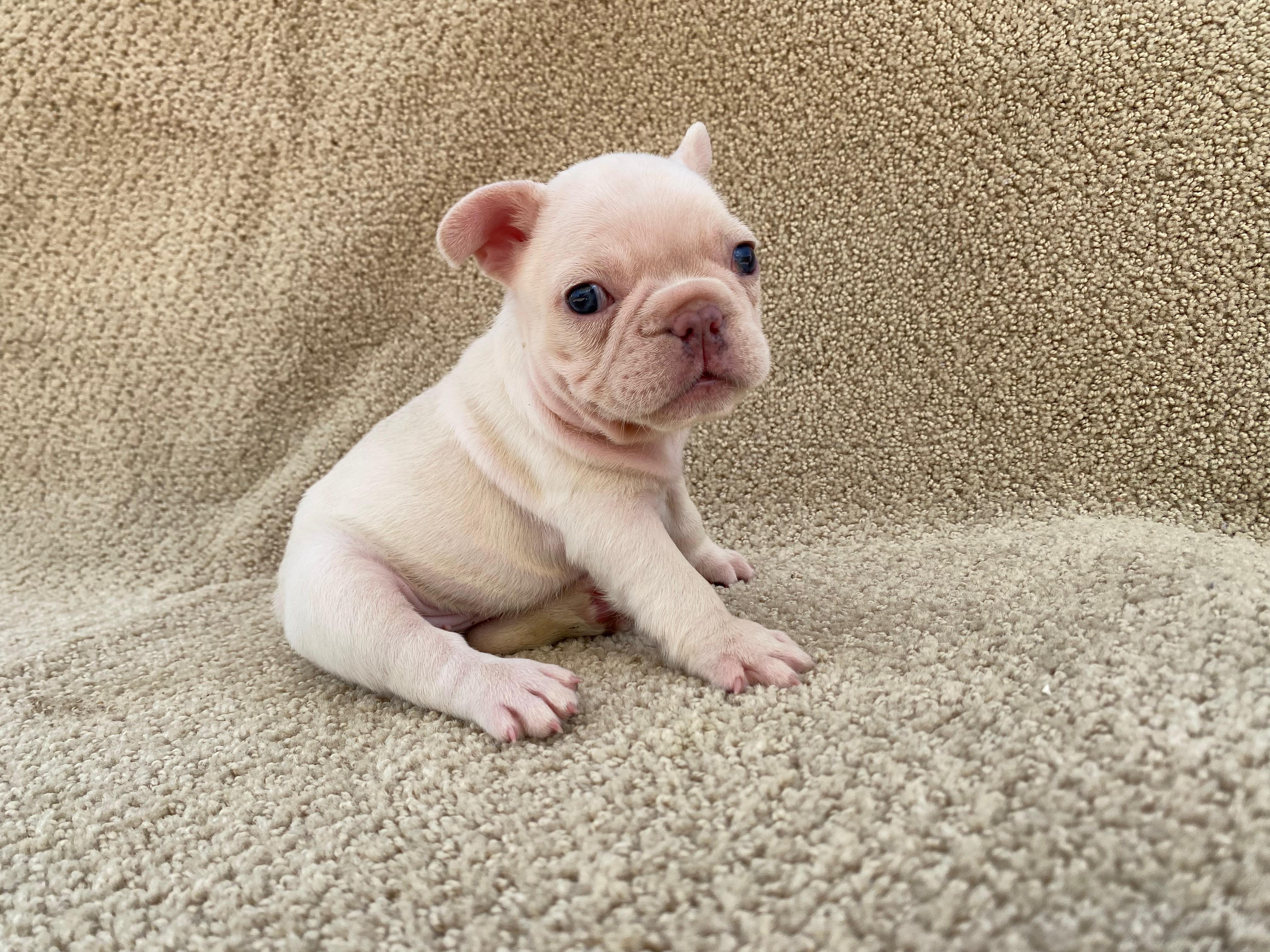Bulldog Frances  Foto 7313365-10.jpg