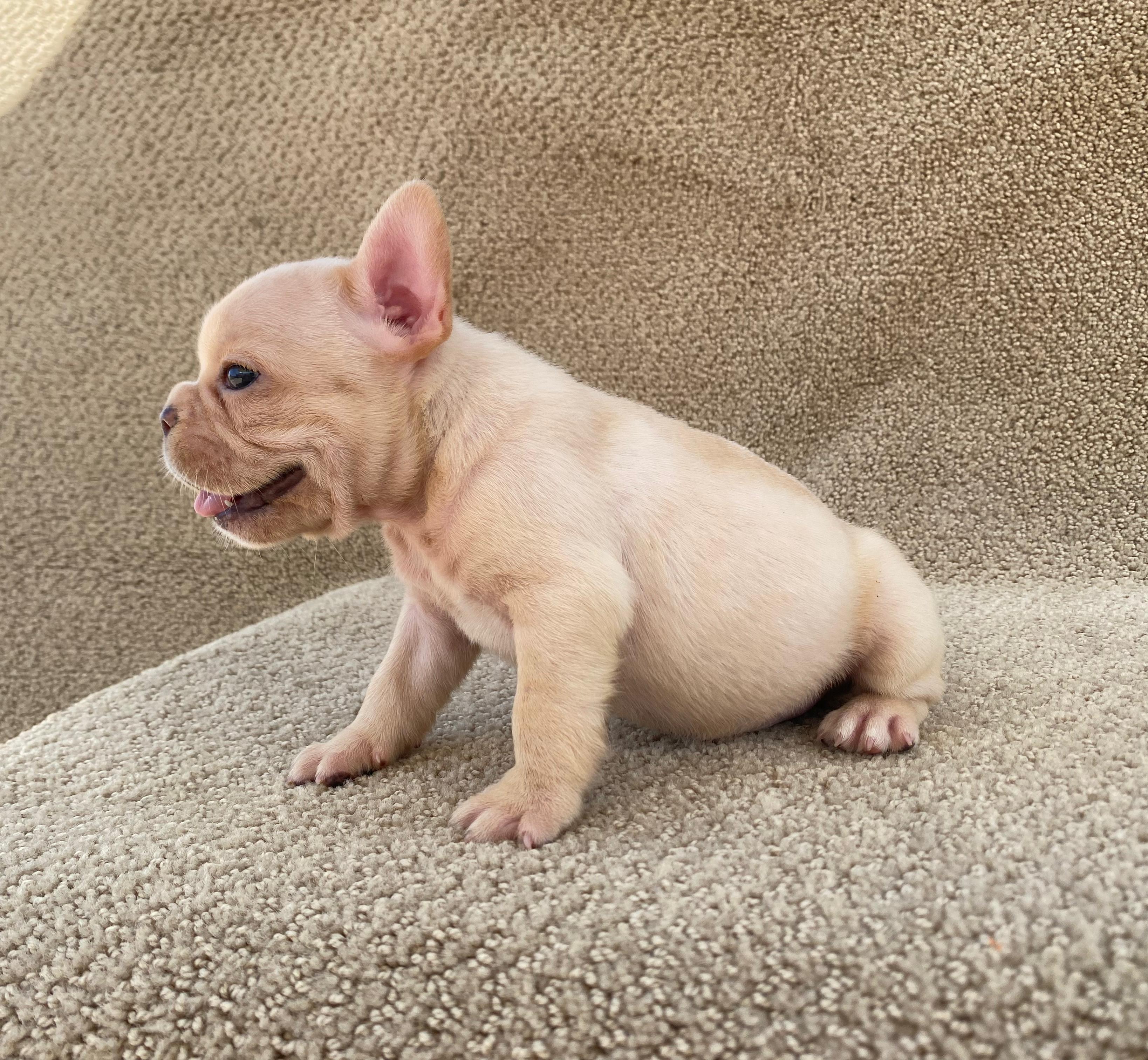 Bulldog Frances  Foto 7313365-2.jpg