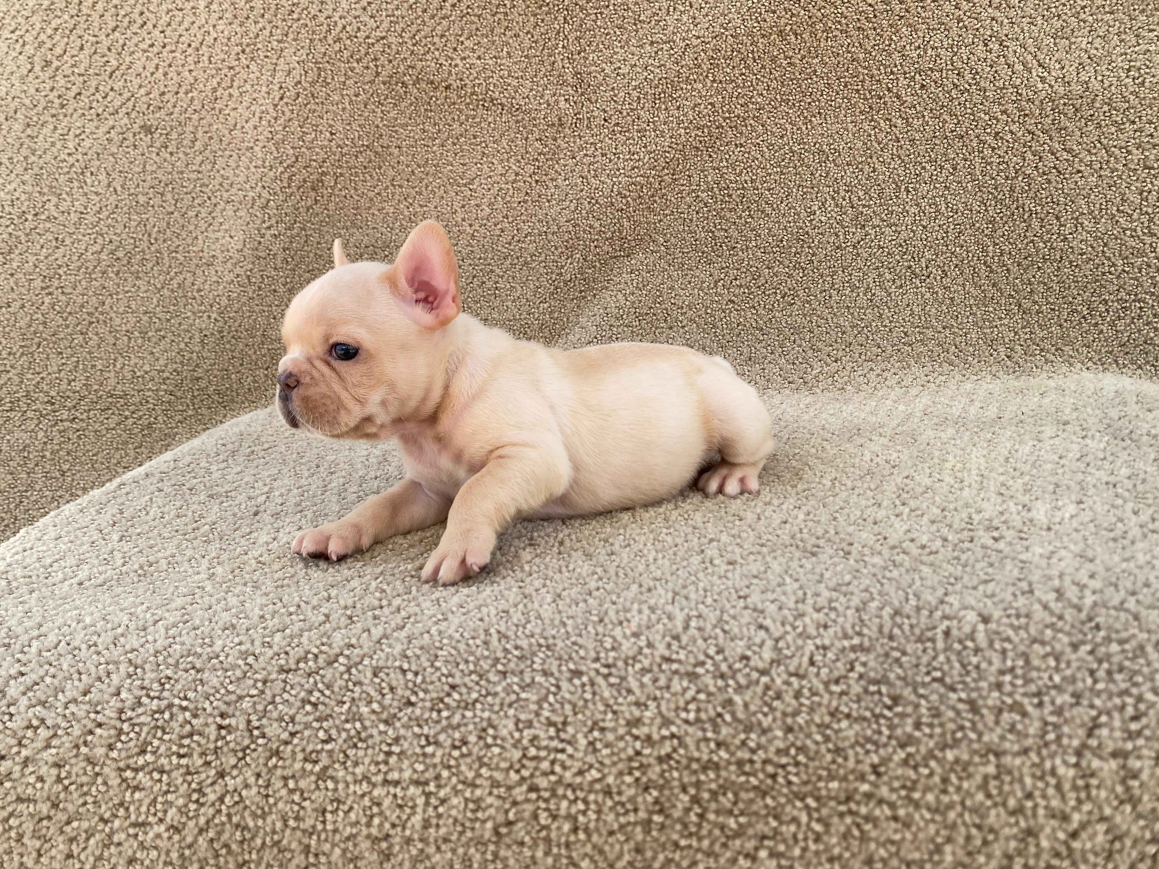 Bulldog Frances  Foto 7313365-3.jpg