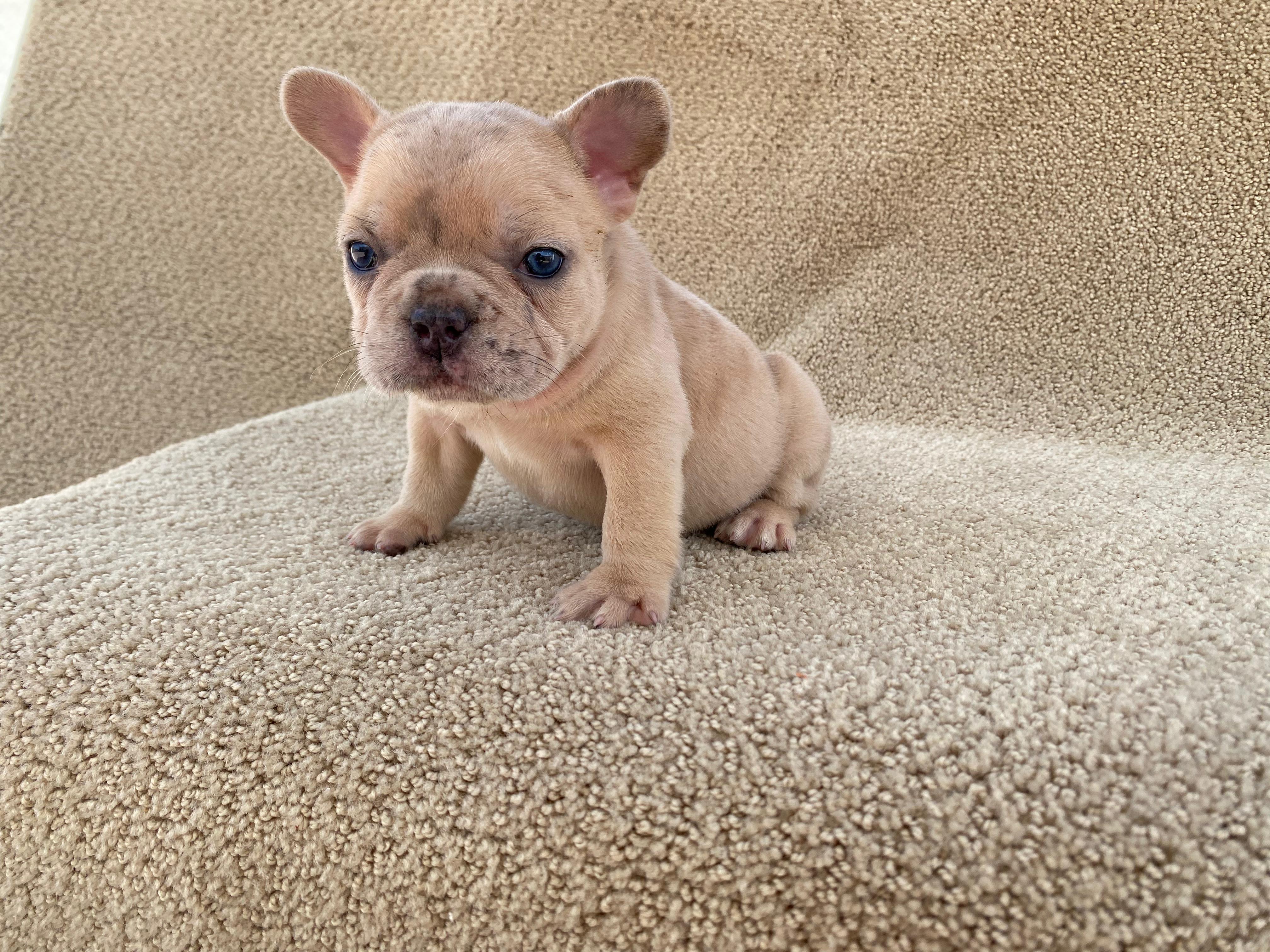 Bulldog Frances  Foto 7313365-6.jpg