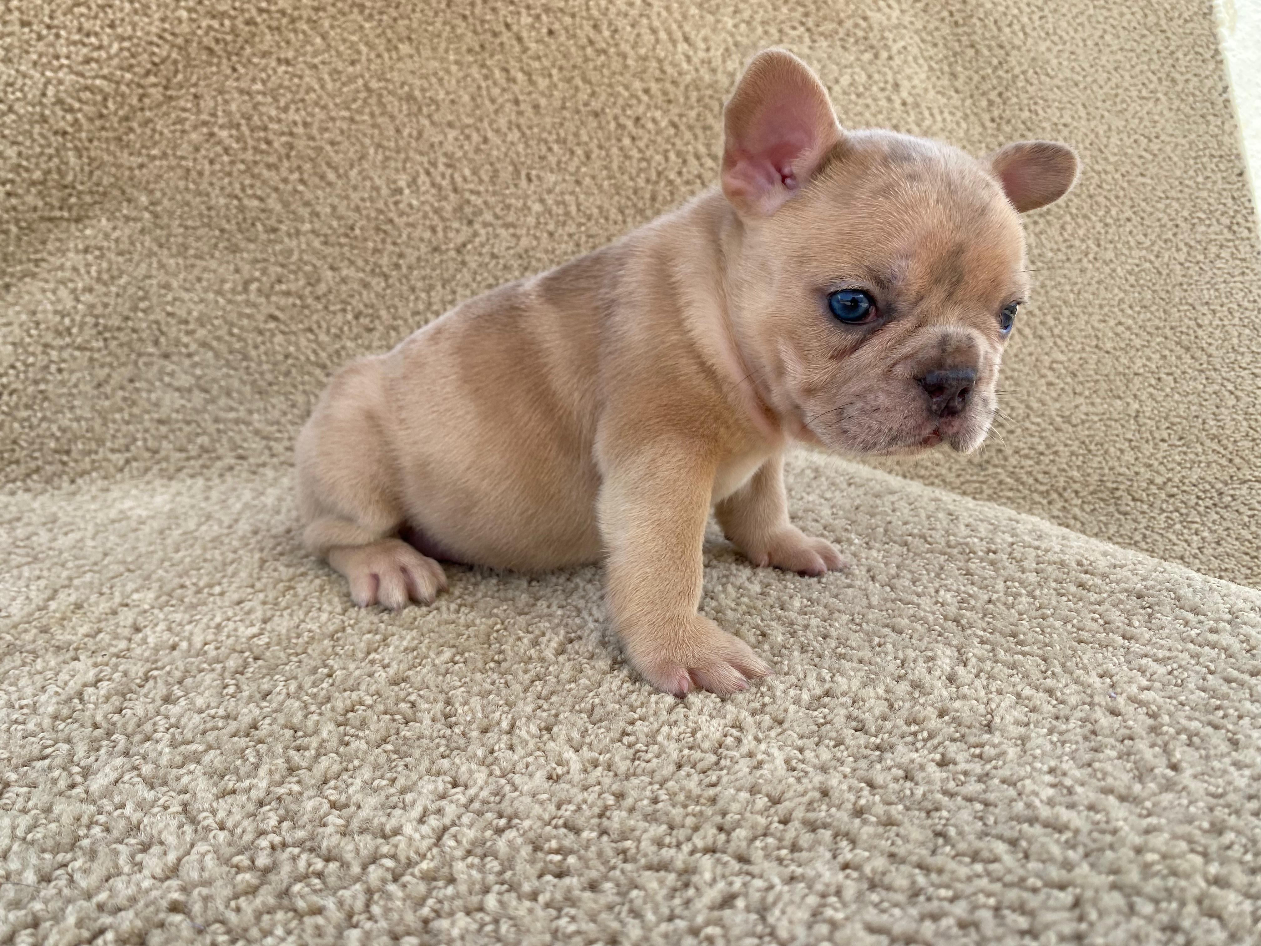 Bulldog Frances  Foto 7313365-7.jpg