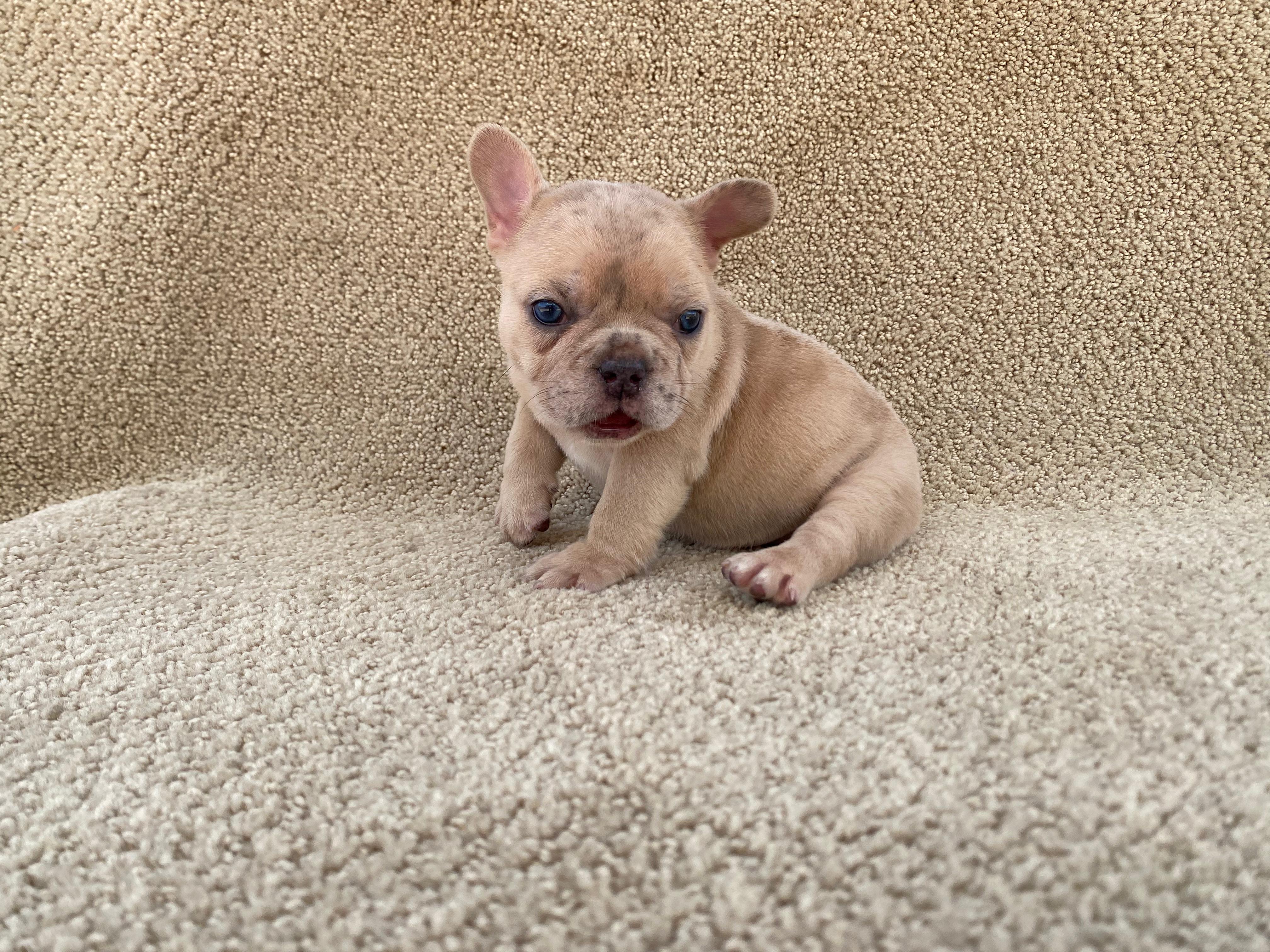 Bulldog Frances  Foto 7313365-8.jpg