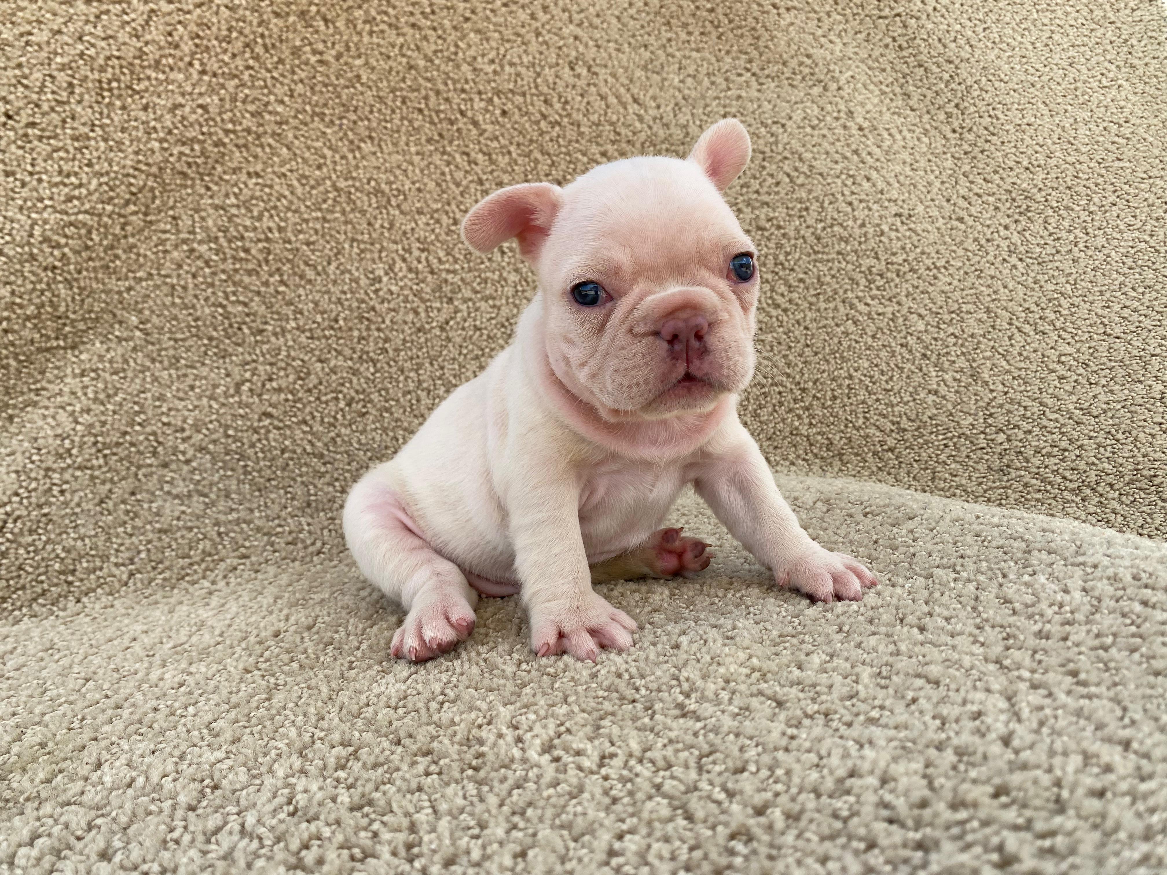 Bulldog Frances  Foto 7313365-9.jpg