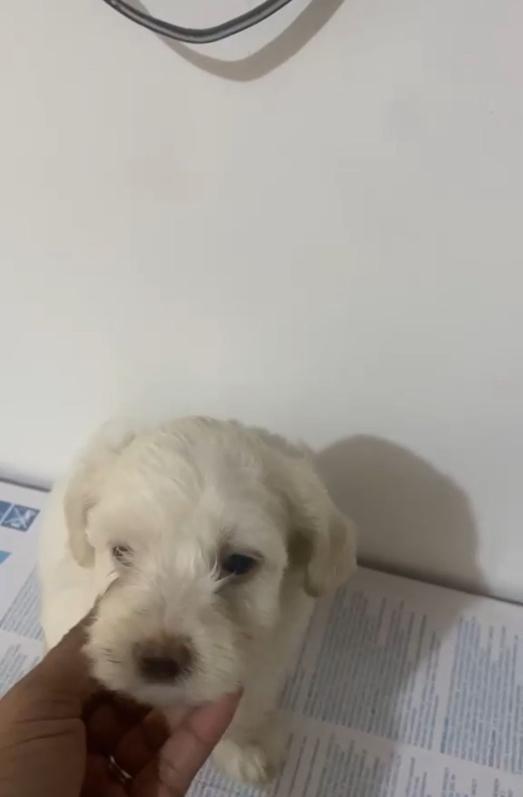 OFERTA CACHORRO MALTIPOO MACHO  EN SANTO DOMINGO Y VACUNA AL DIA  Foto 7313483-1.jpg