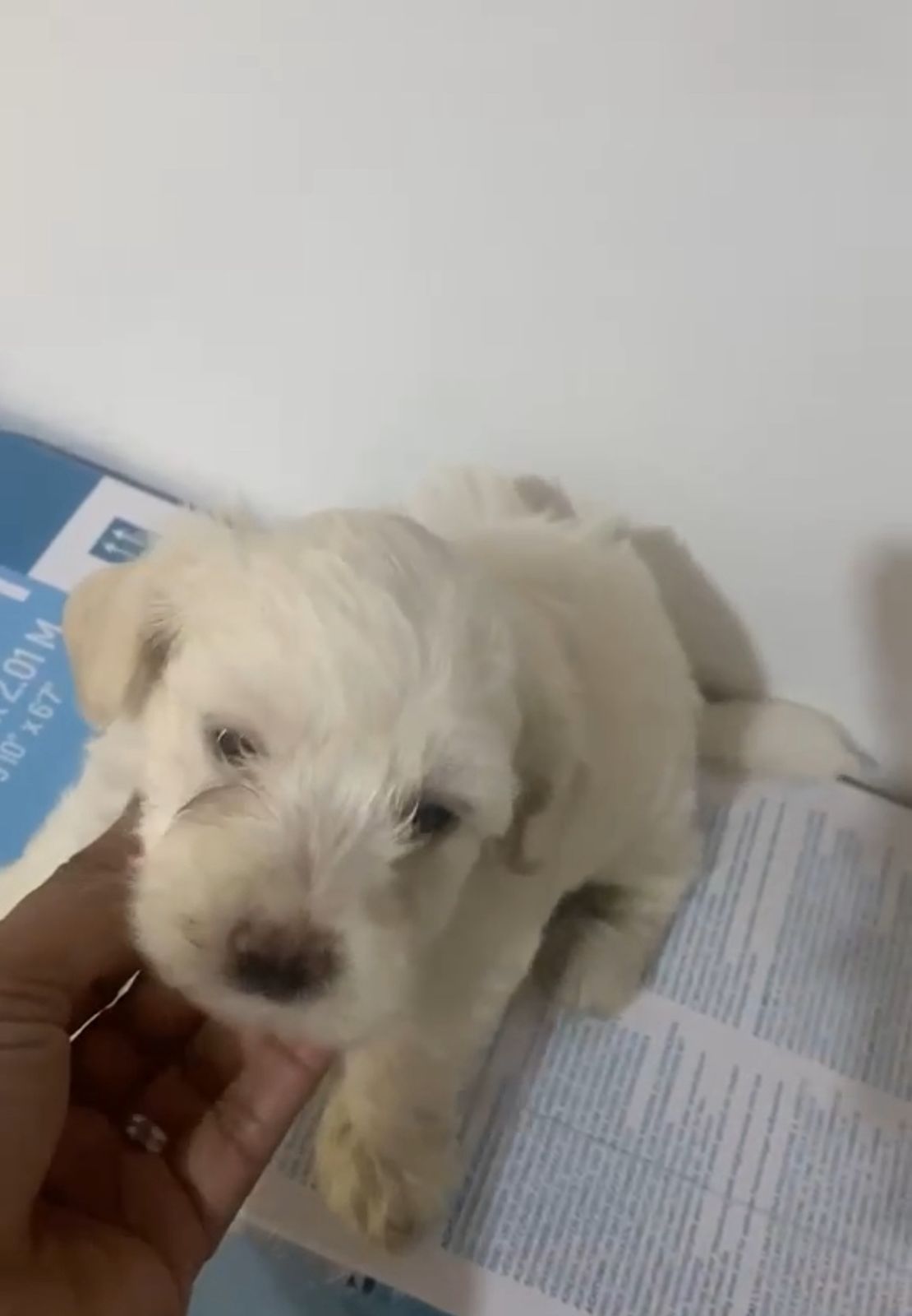 OFERTA CACHORRO MALTIPOO MACHO  EN SANTO DOMINGO Y VACUNA AL DIA  Foto 7313483-2.jpg
