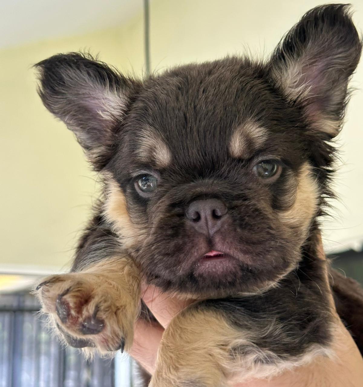 OFERTA CACHORRO BULLDOG FRANCES FLUFFY MACHO CON PEDIGRI CON SU VACUNA Foto 7313515-3.jpg