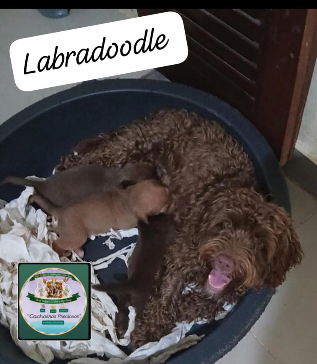 Labradoodle Miniatura hermosos cachorros  Foto 7313553-6.jpg