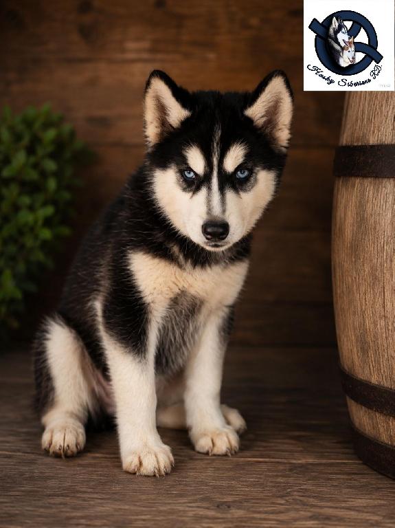 Husky siberiano hembra  Foto 7313554-1.jpg