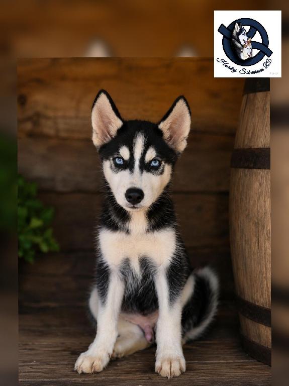 Husky siberiano macho Foto 7313555-1.jpg
