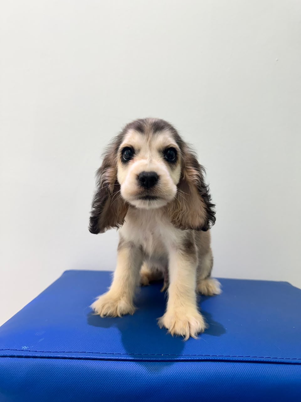 OFERTA CACHORRO COCKER SPANIEL HEMBRA EN SANTO DOMINGO Y VACUNA AL DIA Foto 7313751-1.jpg