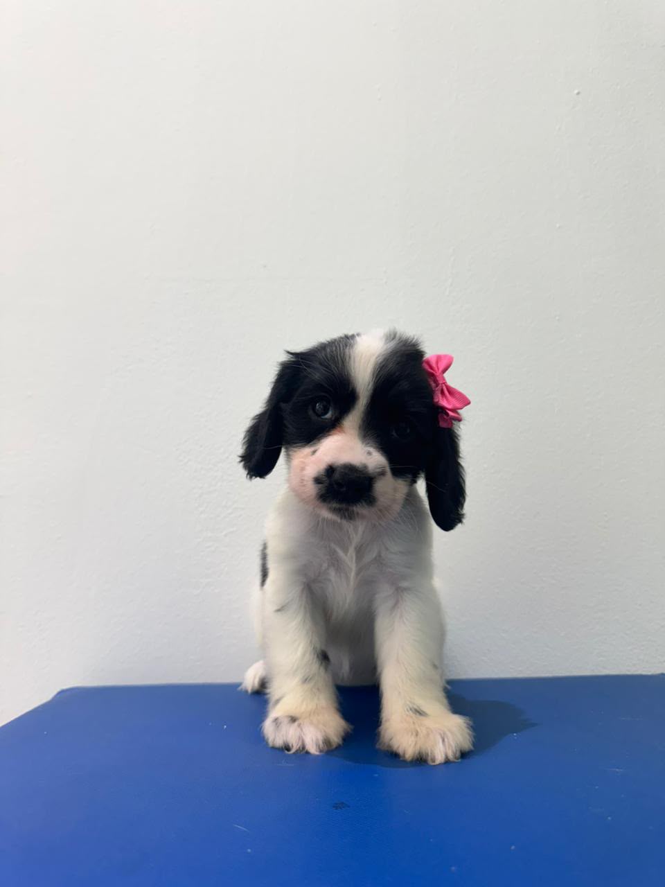 OFERTA CACHORRO COCKER SPANIEL HEMBRA EN SANTO DOMINGO Y VACUNA AL DIA Foto 7313751-3.jpg