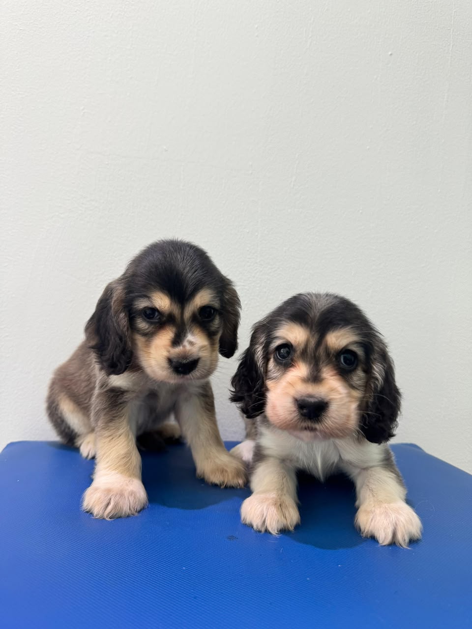 OFERTA CACHORRO COCKER SPANIEL HEMBRA EN SANTO DOMINGO Y VACUNA AL DIA Foto 7313751-4.jpg