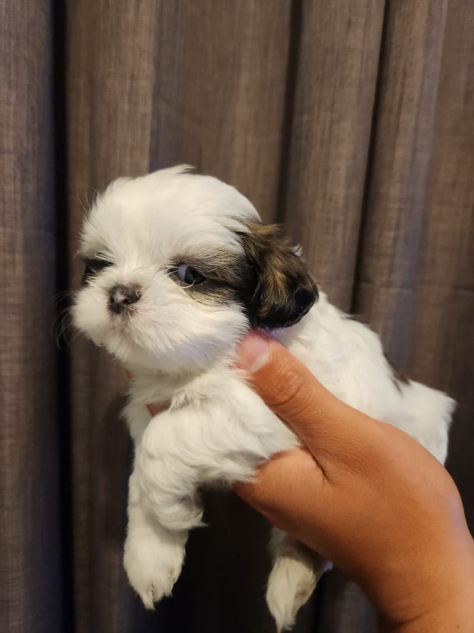 OFERTA CACHORRO SHIH TZU MACHO EN SANTO DOMINGO Y VACUNADOS  Foto 7313752-1.jpg