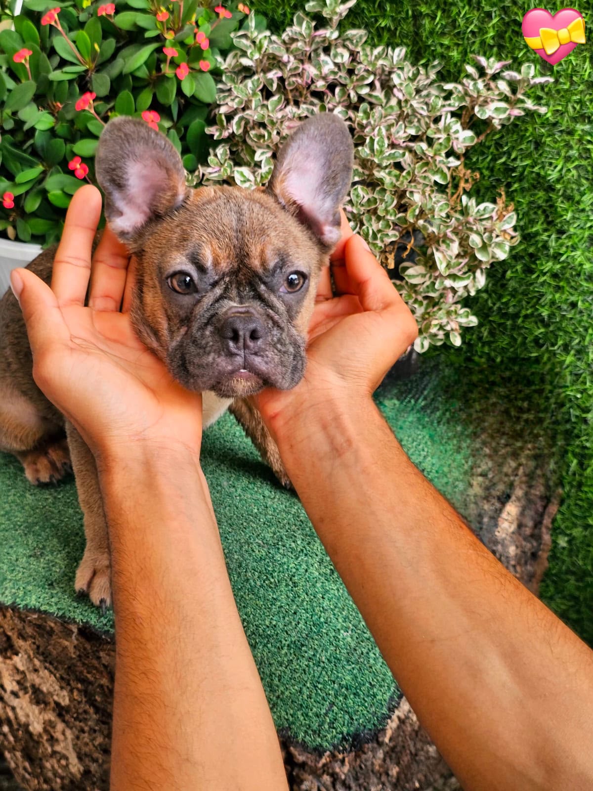 OFERTA CACHORRO BULLDOG FRANCES HEMBRA EN SANTO DOMINGO Y VACUNA AL DI Foto 7313754-2.jpg