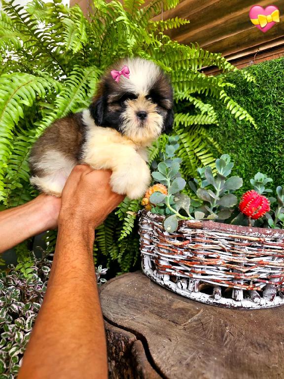 OFERTA CACHORRO SHIH TZU HEMBRA EN SANTO DOMINGO Y VACUNADOS  Foto 7313755-1.jpg