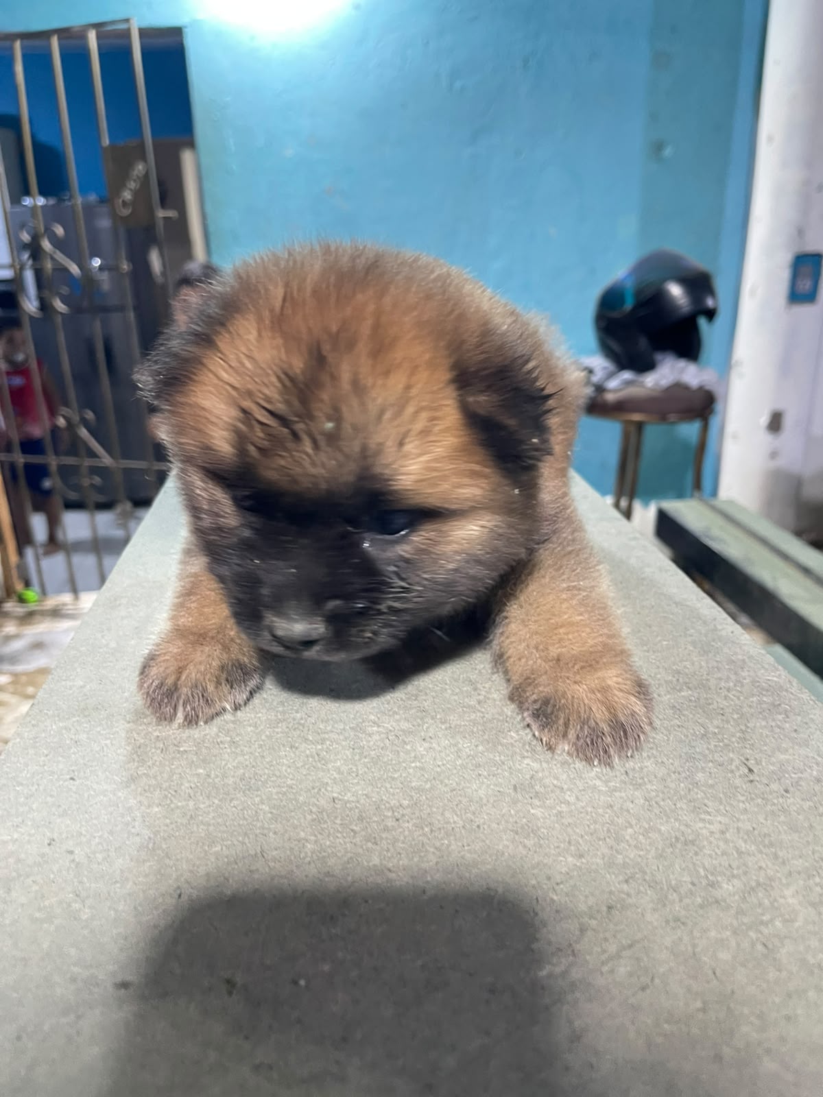 Chow Chow vacunados Foto 7313963-4.jpg