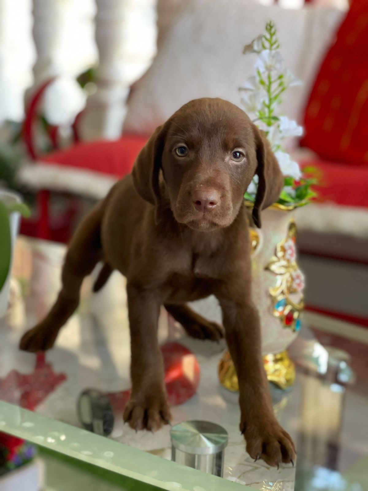 Labrador Chocolate Macho  Foto 7313968-1.jpg