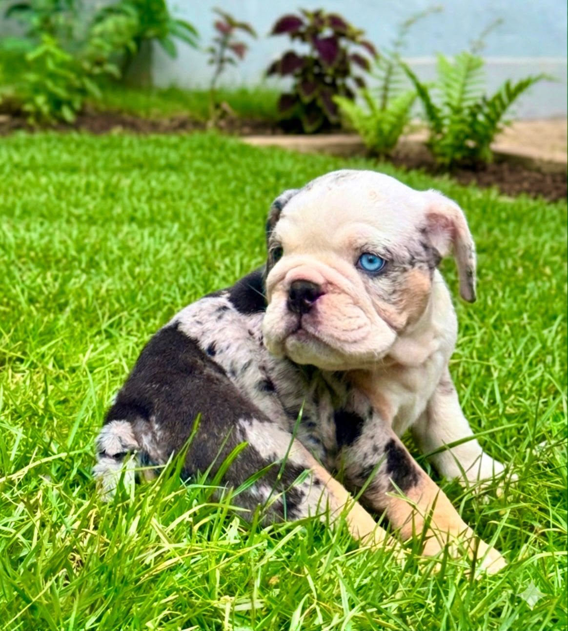 Bulldog inglés Merle Machon Foto 7313978-2.jpg