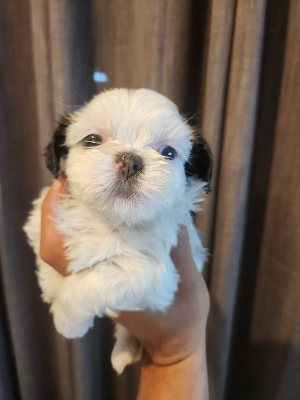 Shih tzu hembra y macho Foto 7313991-1.jpg