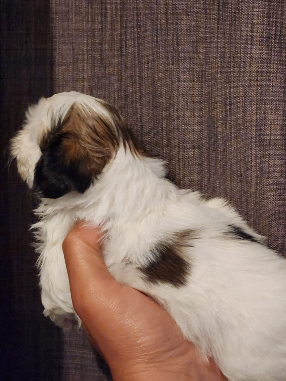 Shih tzu hembra y macho Foto 7313991-4.jpg