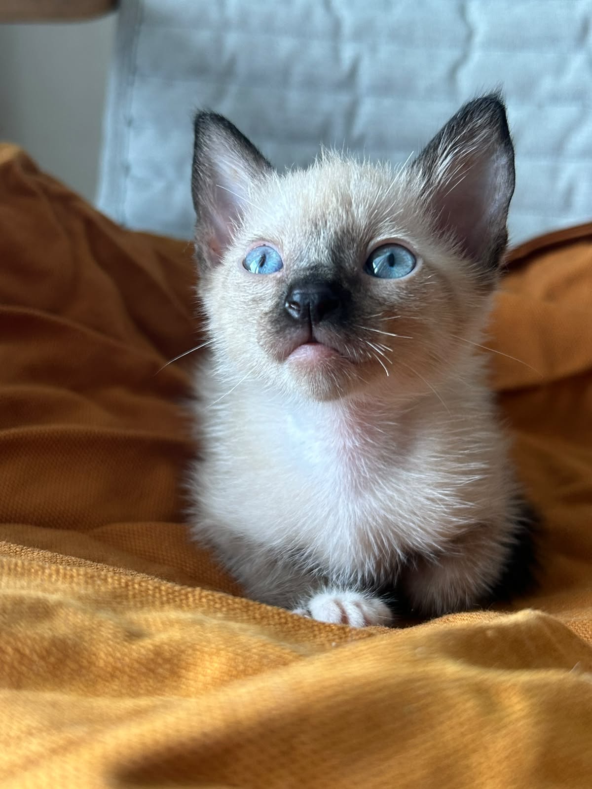OFERTA GATITO SIAMES HEMBRA EN SANTO DOMINGO Y VACUNA AL DIA  Foto 7314035-1.jpg