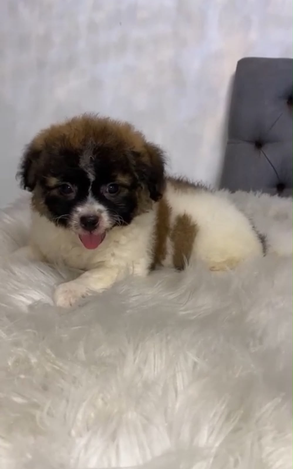 OFERTA CACHORRO SHIPOO HEMBRA EN SANTO DOMINGO Y VACUNA AL DIA  Foto 7314075-1.jpg