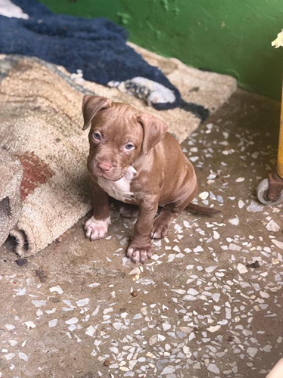 OFERTA CACHORRO PITBULL HEMBRA EN SANTO DOMINGO Y VACUNA AL DIA  Foto 7314076-1.jpg