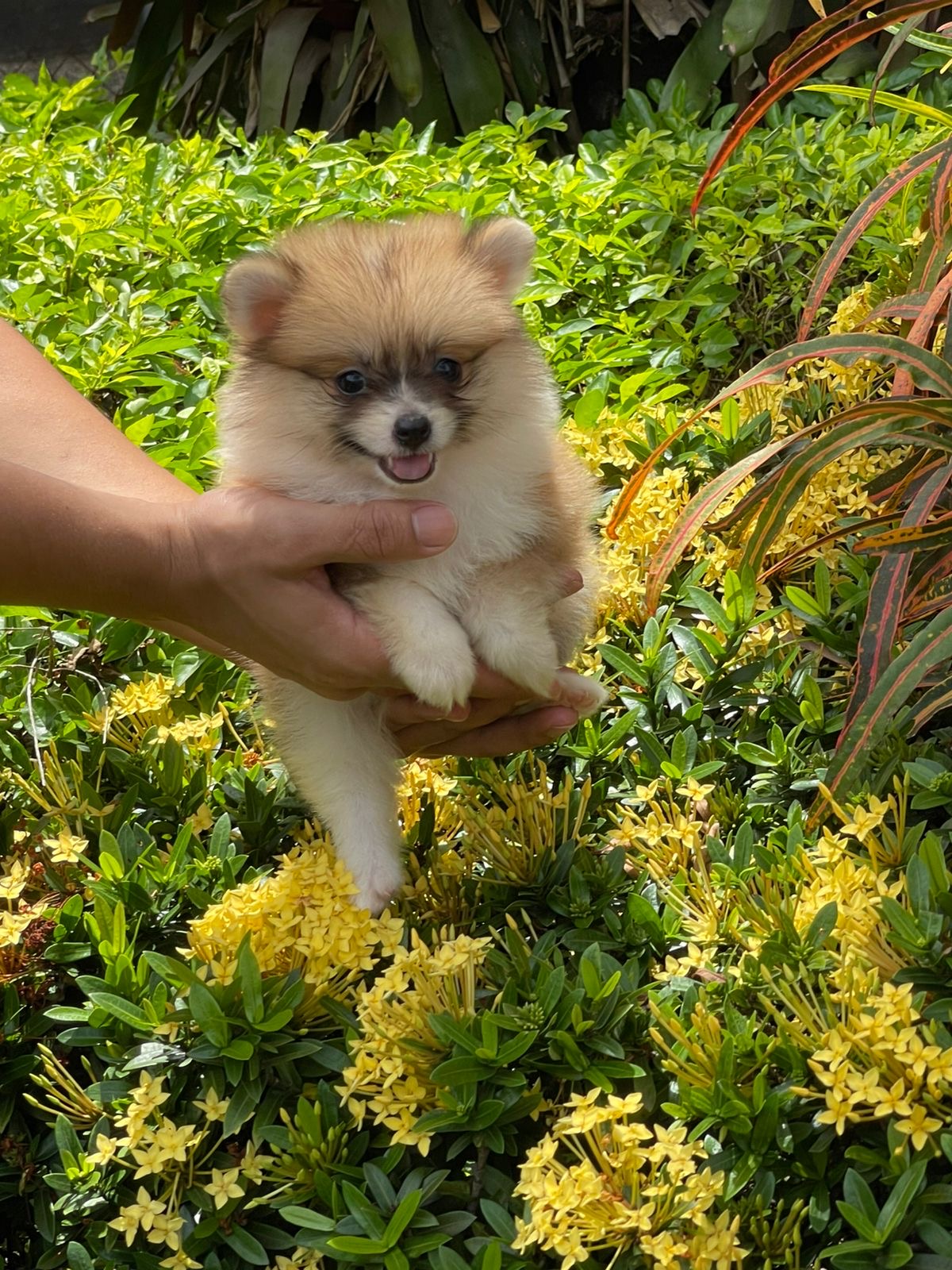 Pomerania Hembra  Foto 7314127-3.jpg