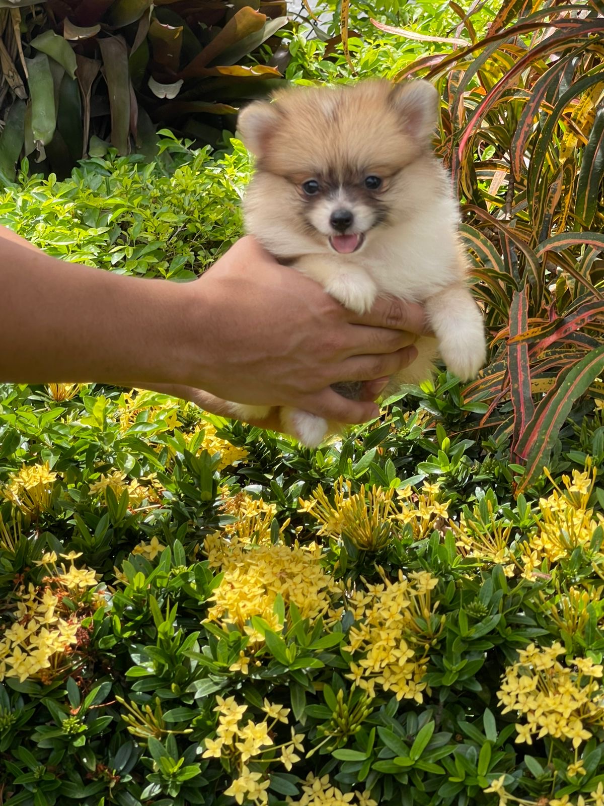 Pomerania Hembra  Foto 7314127-4.jpg