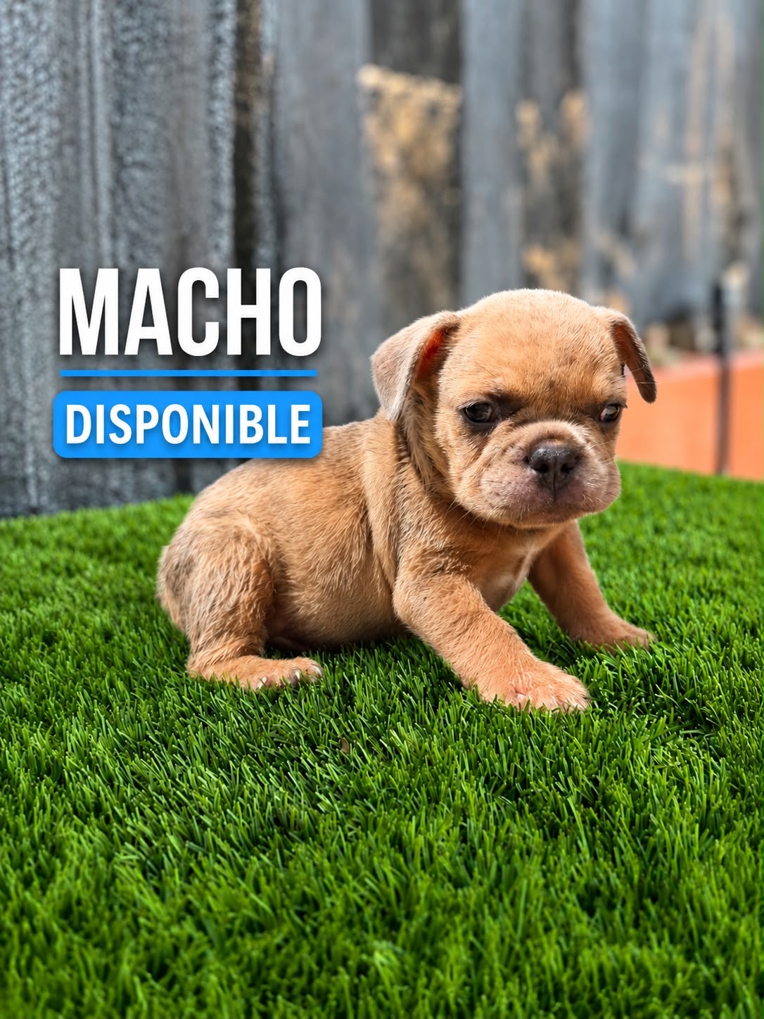 Bulldog Frances Macho  Foto 7314129-3.jpg