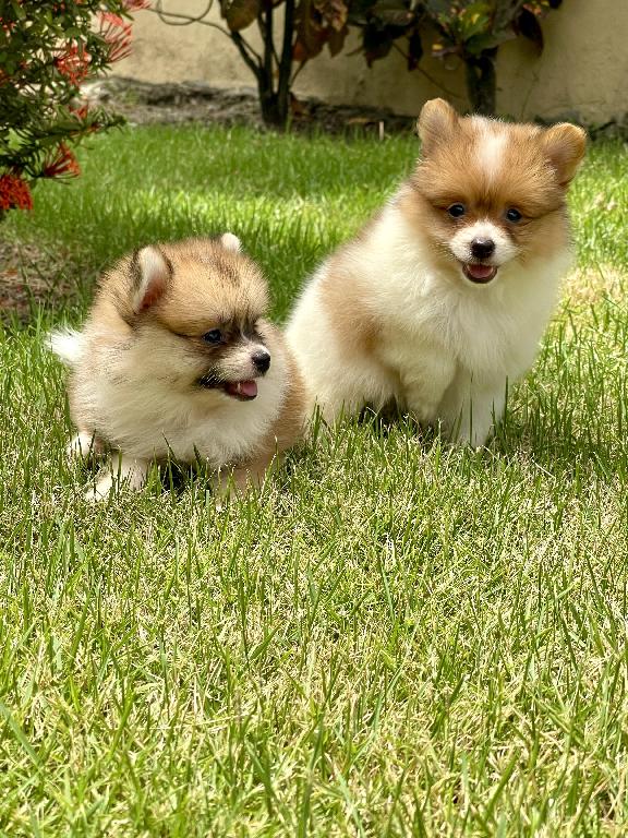 Cachorros Pomerania Foto 7314172-1.jpg